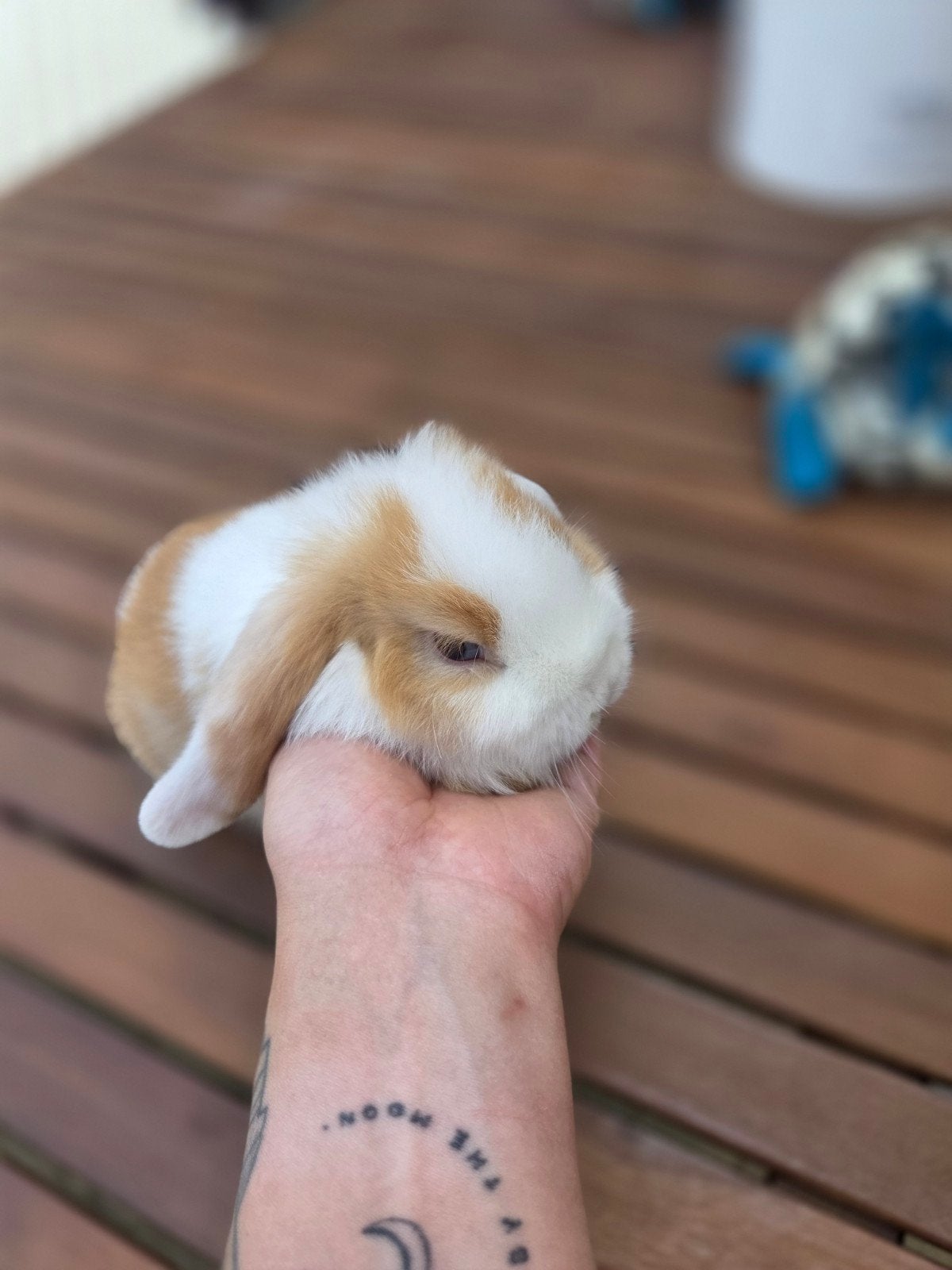 minilop kleintjes, Dieren en Toebehoren, Konijnen