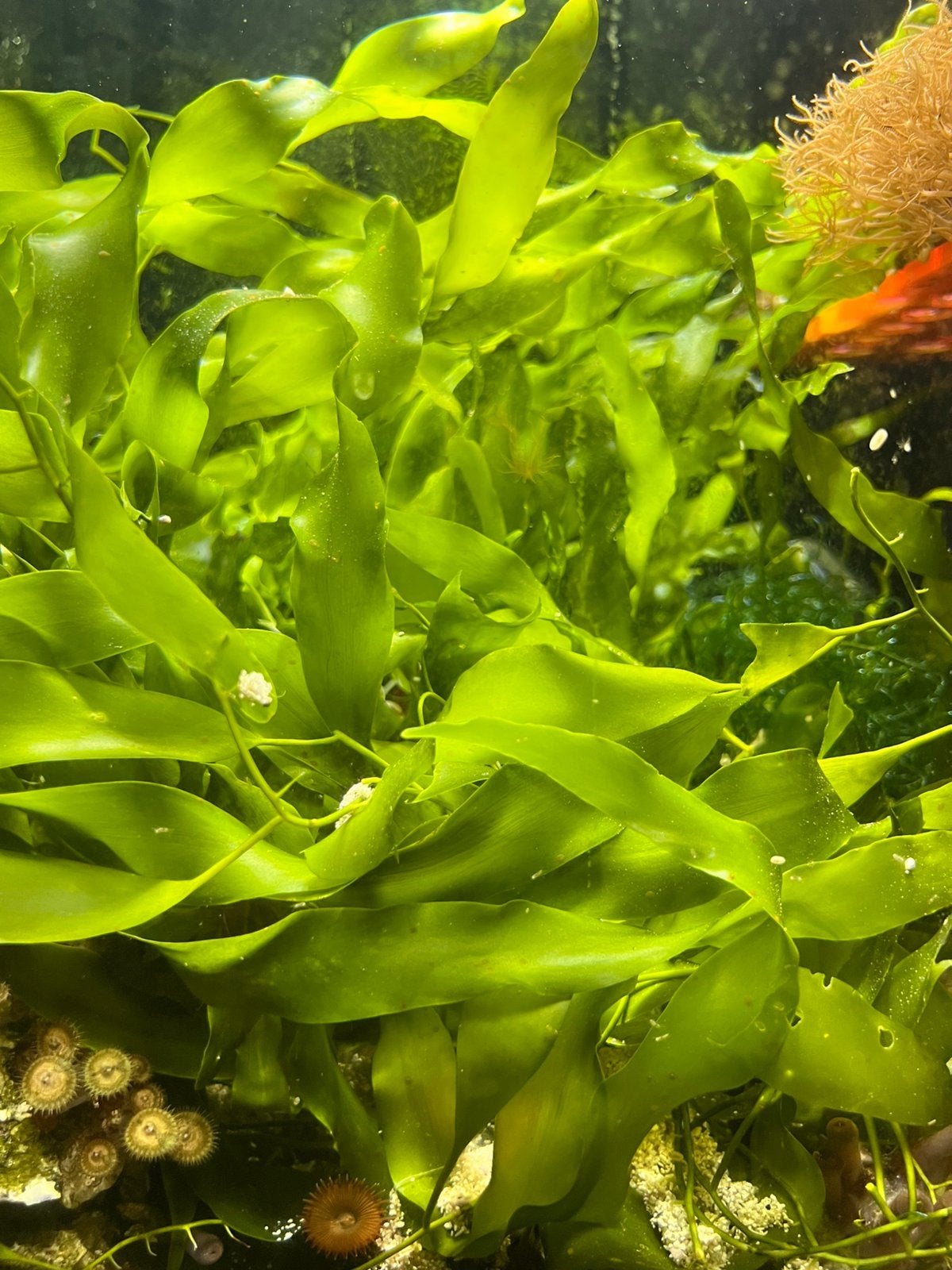 Caulerpa macroalg – mooie volle porties, Dieren en Toebehoren, Ophalen, Zo goed als nieuw