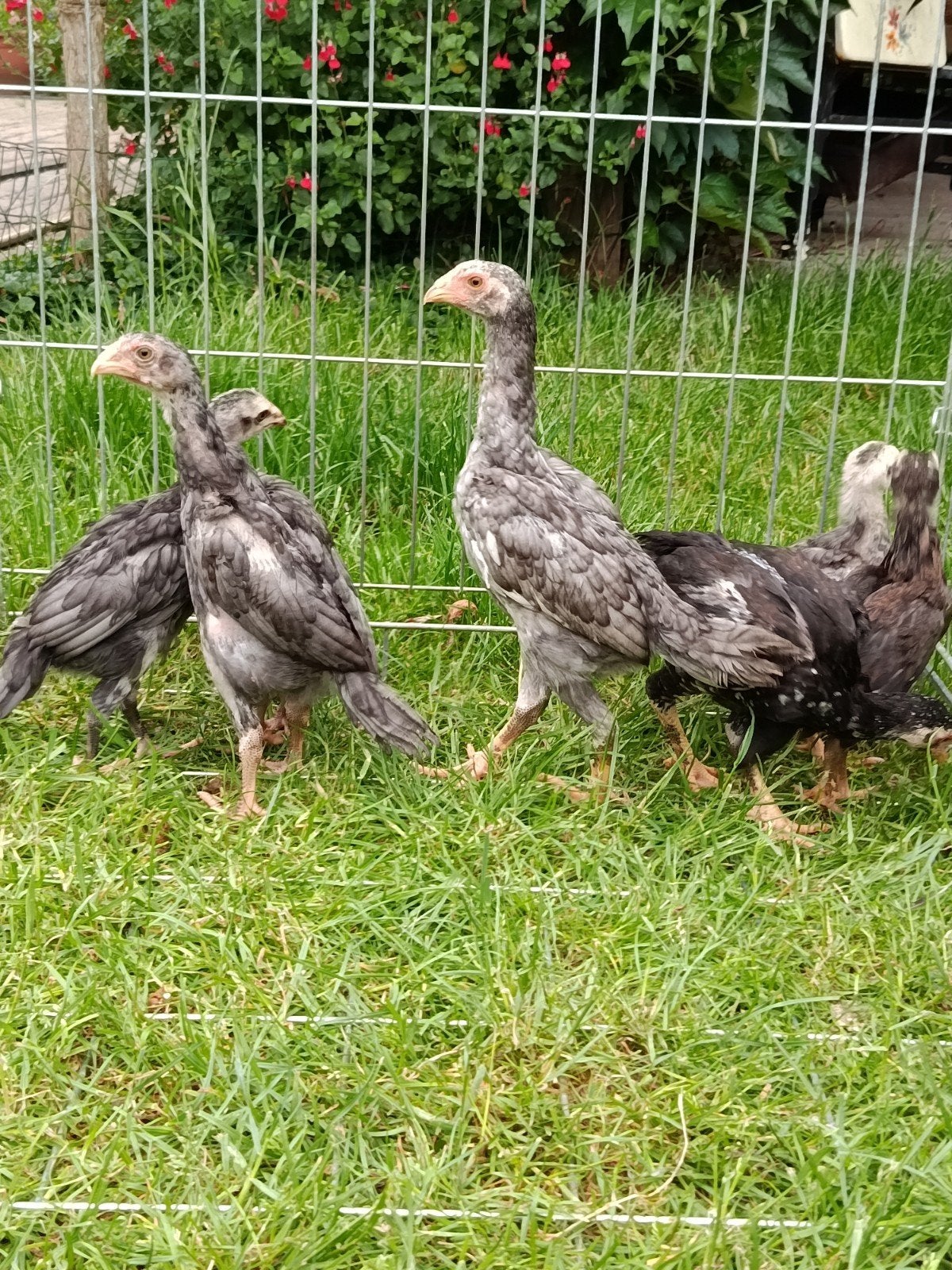 Shamo,s, Dieren en Toebehoren, Pluimvee