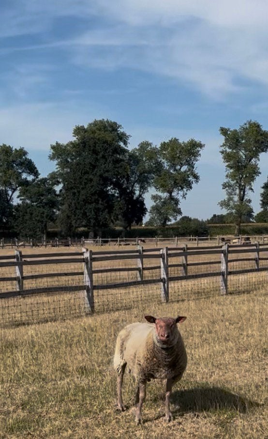 Stamboek Rouge de l’ouest ram +100kg, Dieren en Toebehoren, Mannelijk, Schaap, 3 tot 5 jaar