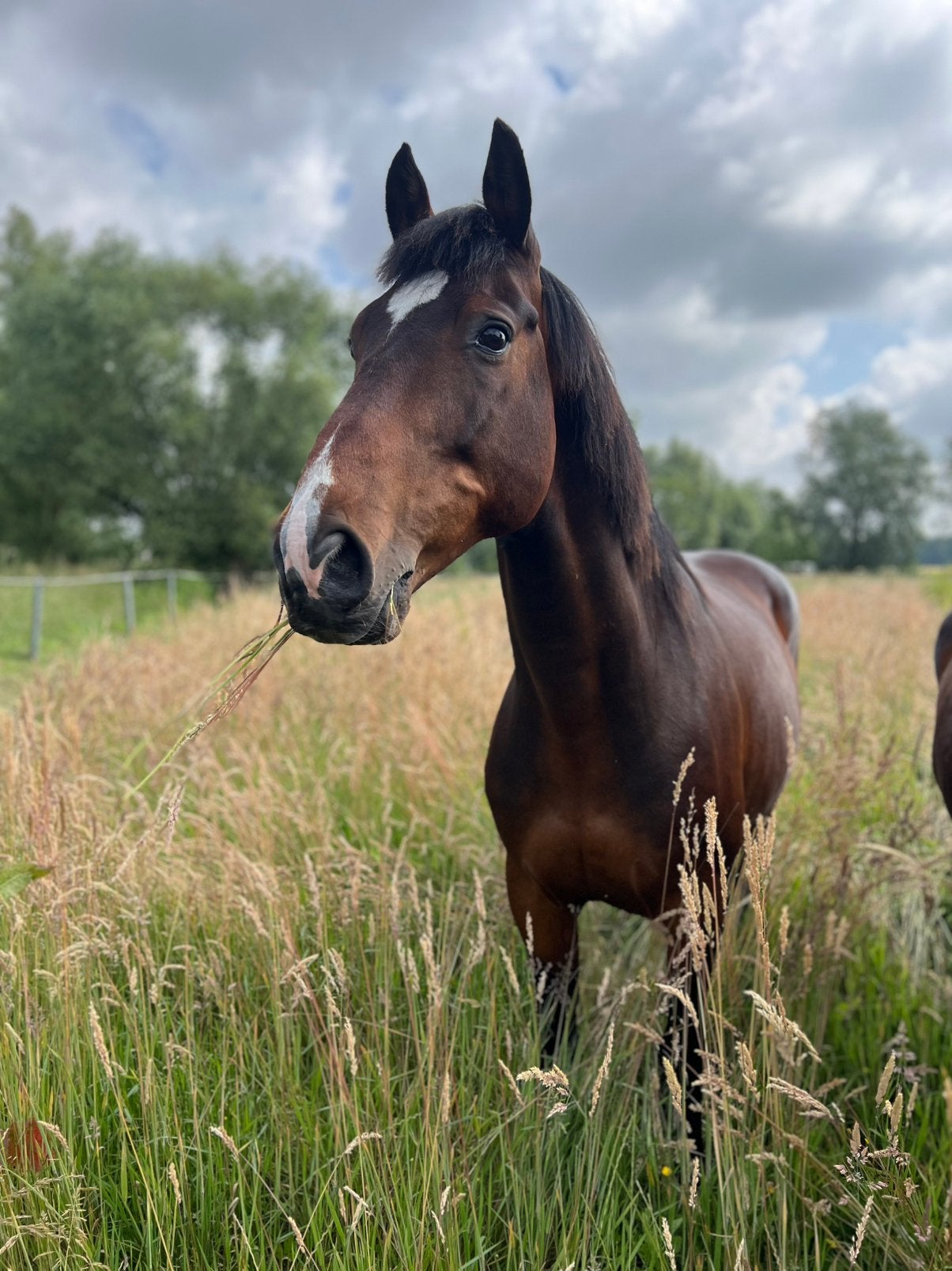 Leasepaard aangeboden, Springpaard, Ruin, 160 tot 165 cm, Met stamboom
