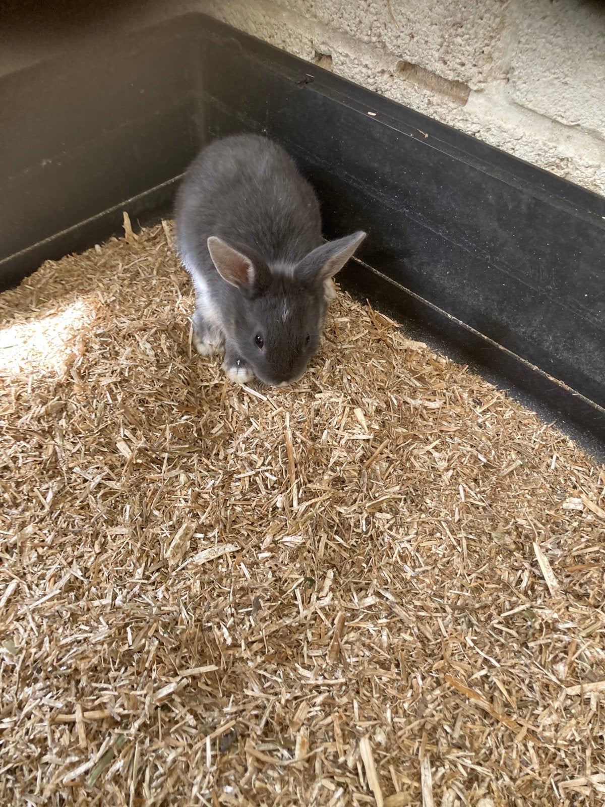 Dwergkonijnen, Meerdere dieren, Dwerg, 0 tot 2 jaar