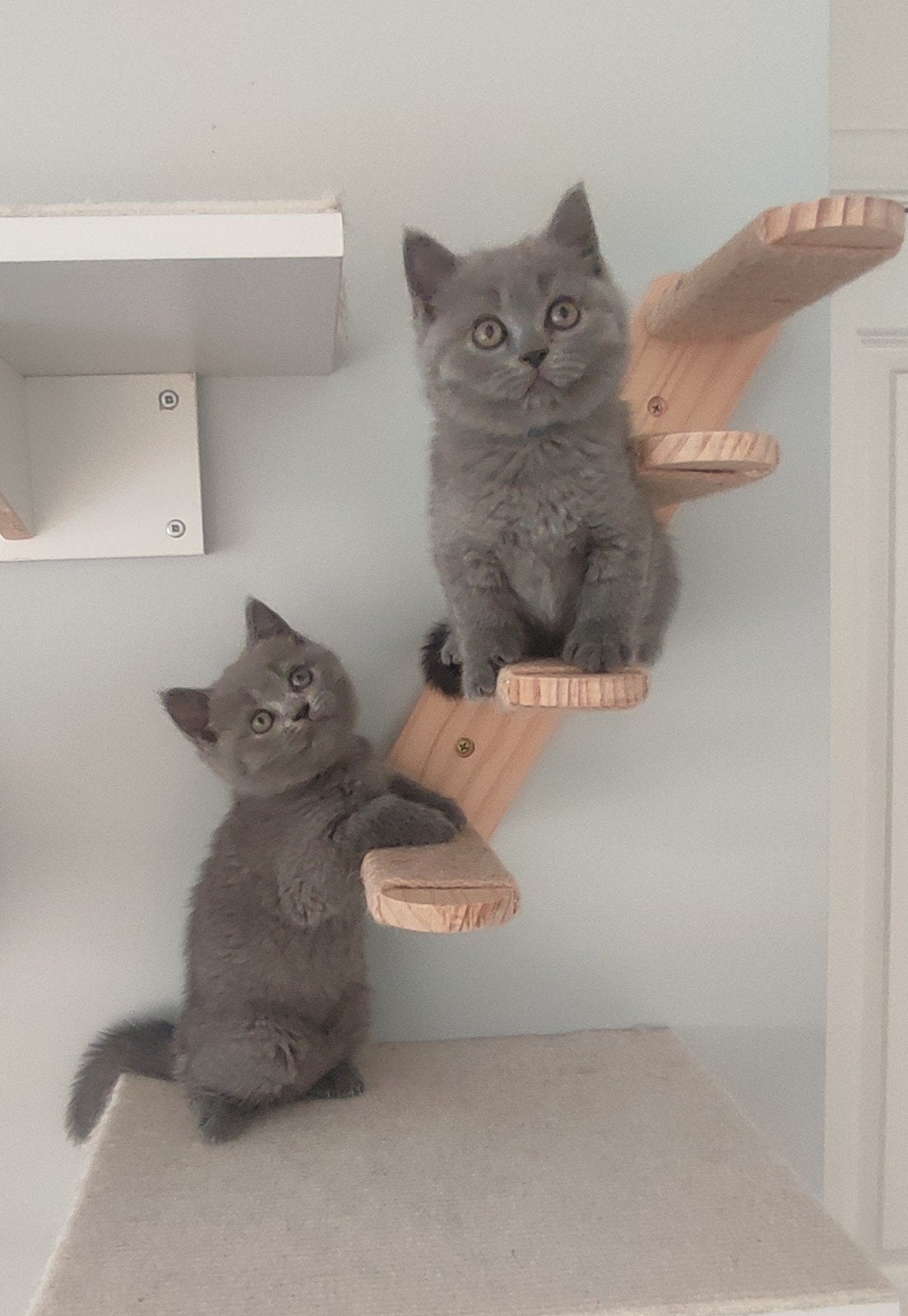 Brits korthaar kittens, Dieren en Toebehoren, Poes, Gechipt, 0 tot 2 jaar