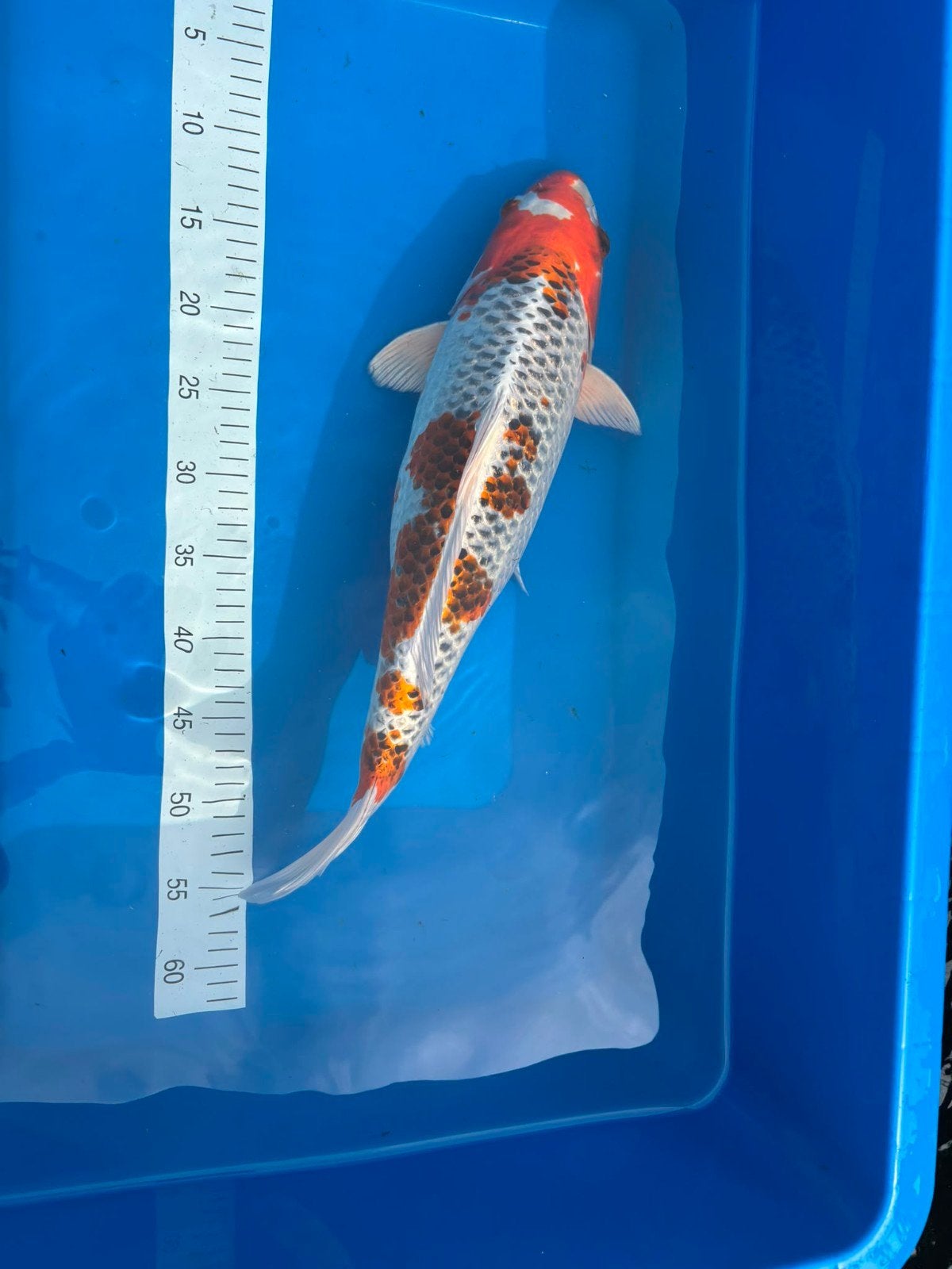 Nisai Kujaku van Maruhiro, Animaux & Accessoires