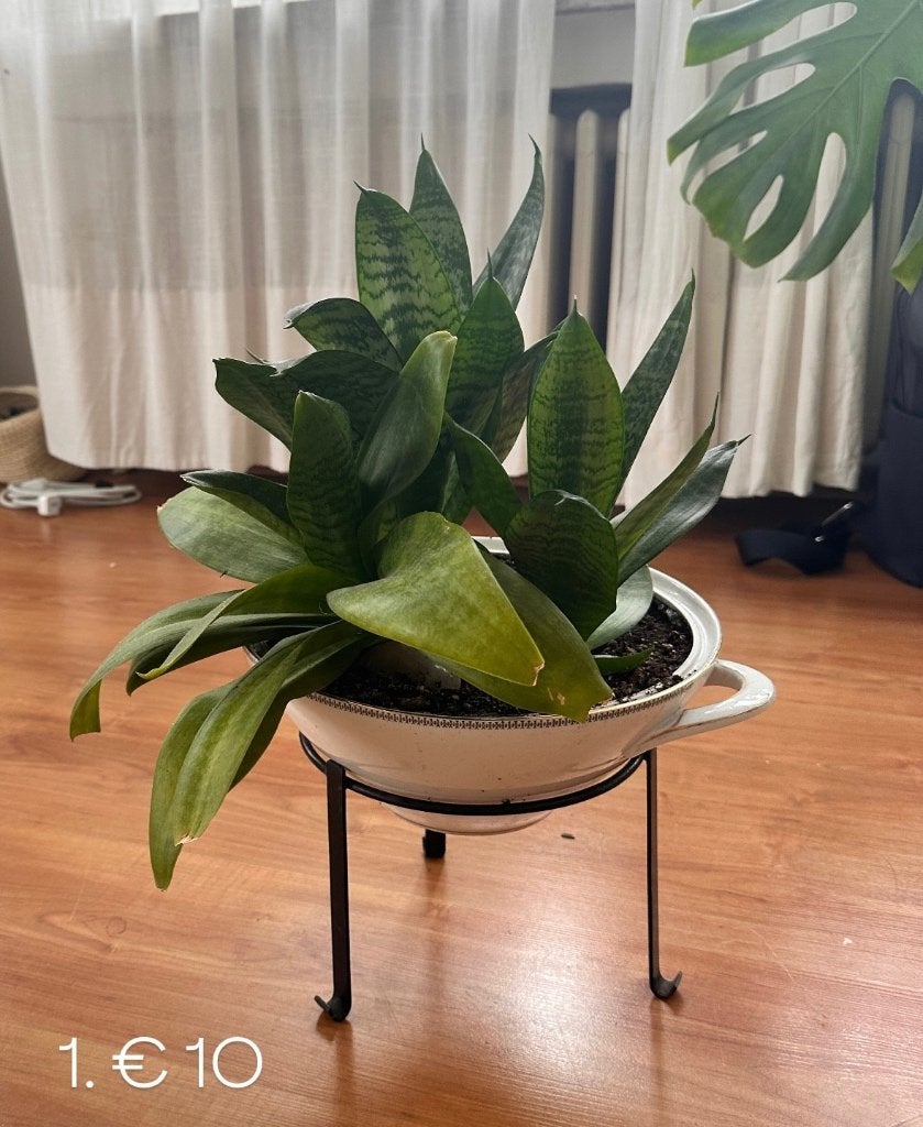 Plantes d'intérieur + pots, Maison & Meubles, Enlèvement, Autres espèces, En pot