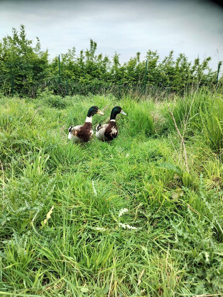 2 eenden, Dieren en Toebehoren, Mannelijk, Eend