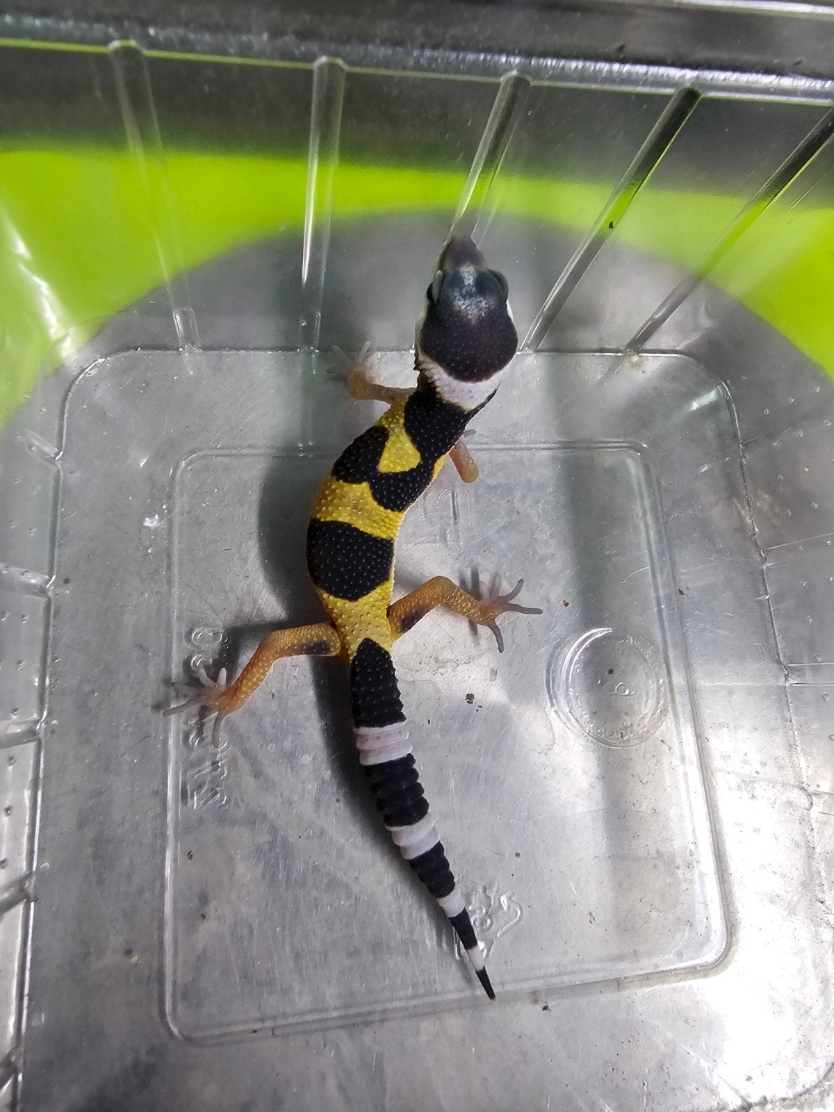 luipaardgekko luipaardgecko, Dieren en Toebehoren, Insecten en Spinnen