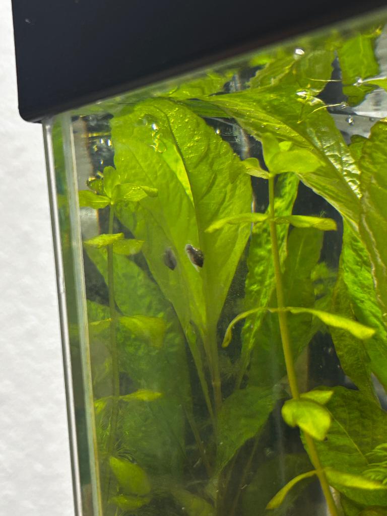 Aquarium physe escargot, Animaux & Accessoires, Escargot ou Mollusque, Poisson d'eau douce