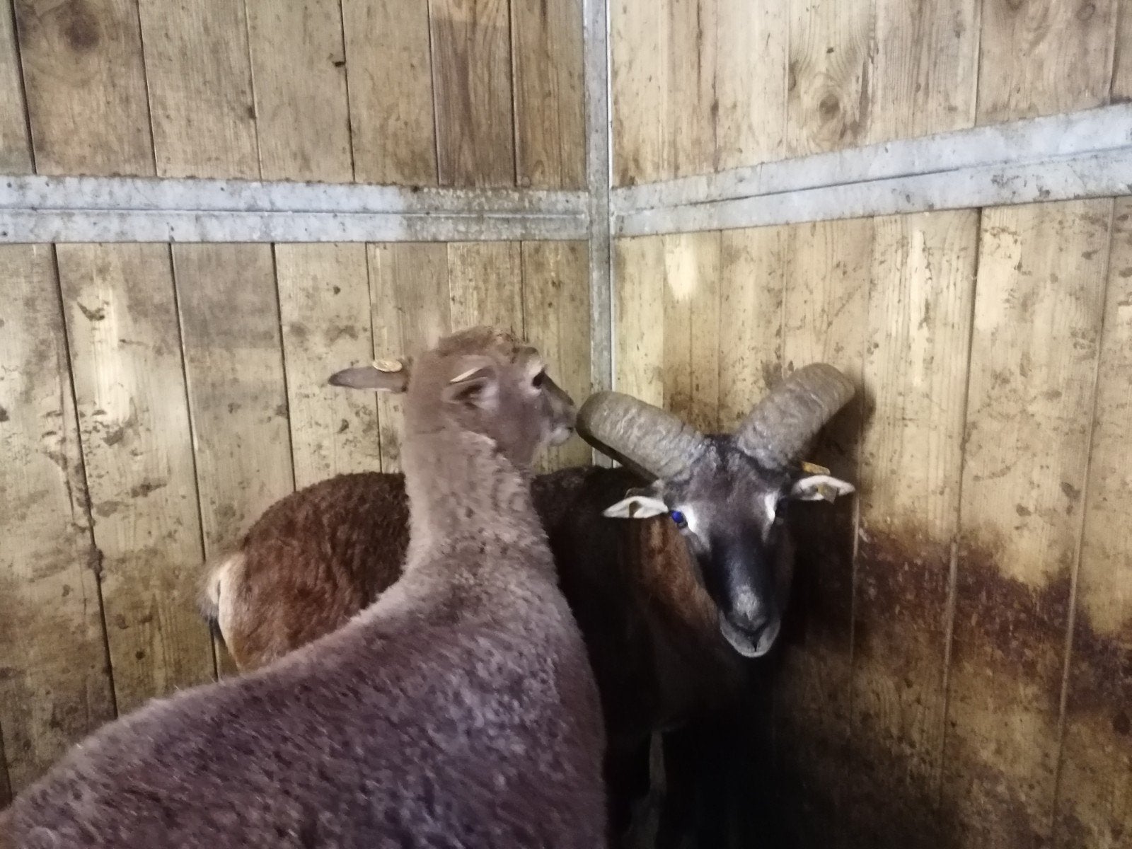 moeflonram, Dieren en Toebehoren, Mannelijk, Schaap, 0 tot 2 jaar