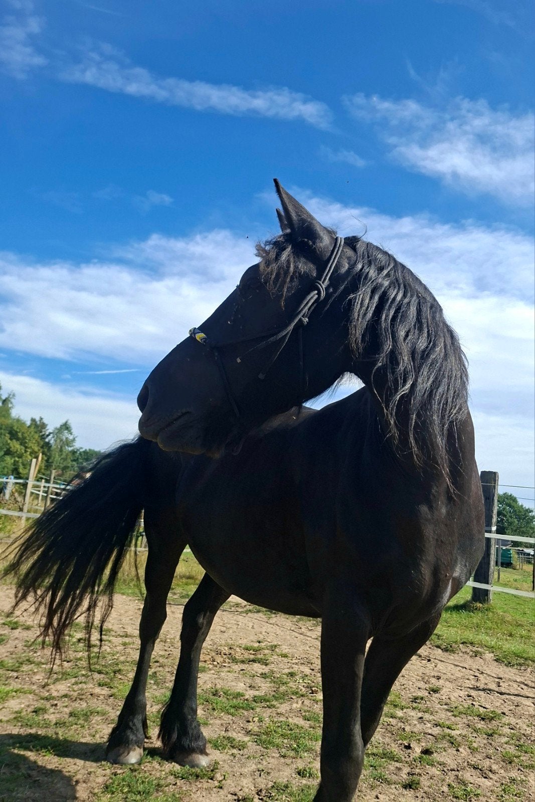 Prachtige merrie, Dieren en Toebehoren, Merrie, Minder dan 160 cm, Gechipt, 11 jaar of ouder