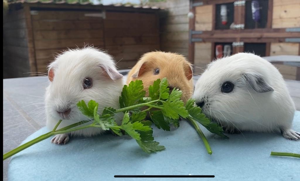 Nestje baby California cavia’s, April, Cavia, Tam