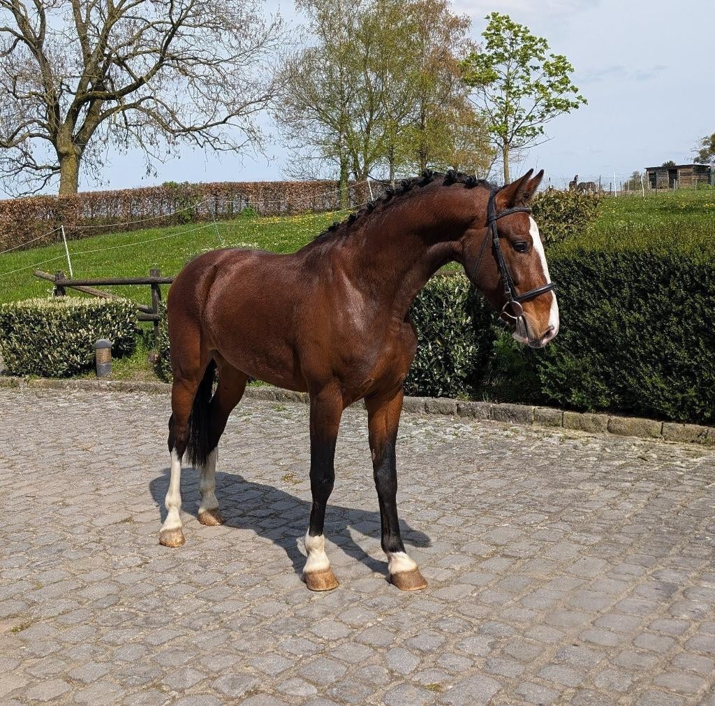 Top 3 jarige hengst, Dieren en Toebehoren, Paarden, Hengst, 160 tot 165 cm, Tuigpaard, 3 tot 6 jaar