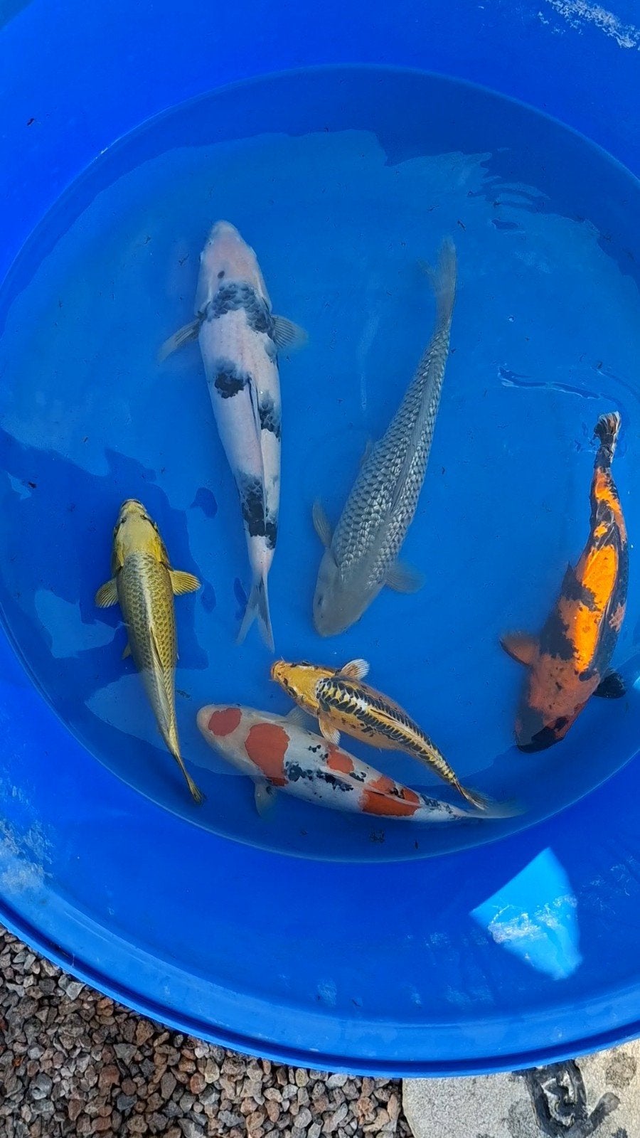 Japanse koi doitsu hariwake, Animaux & Accessoires, Poissons | Poissons d'étang, Carpe ou Koï