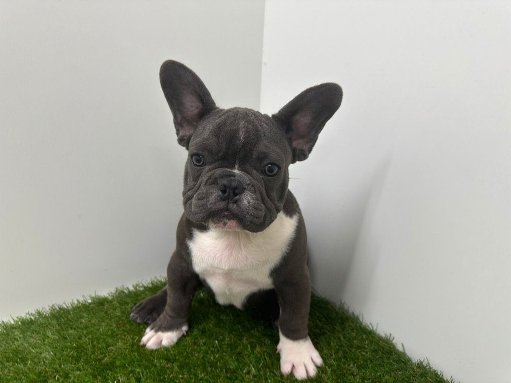 Chiots Bouledogue Français, Maladie de Carré (chiens), Bouledogue, Un chien, Belgique