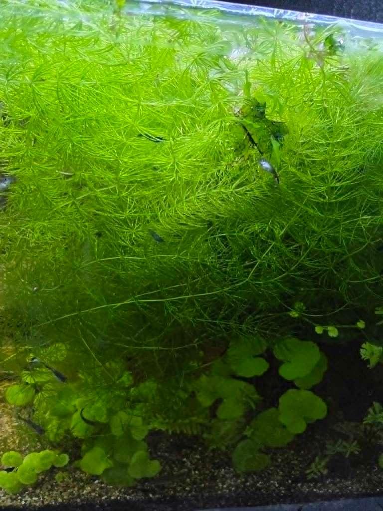 Zuurstofplant Cabomba en drijfplant, Dieren en Toebehoren, Overige typen, Zoetwatervis