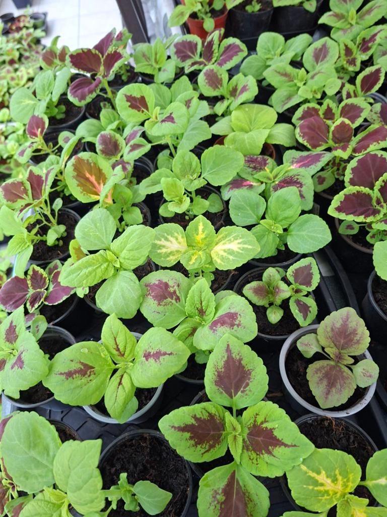 Codes ook bekend als plectranthus of siernetels, Tuin en Terras, Planten | Tuinplanten, Ophalen
