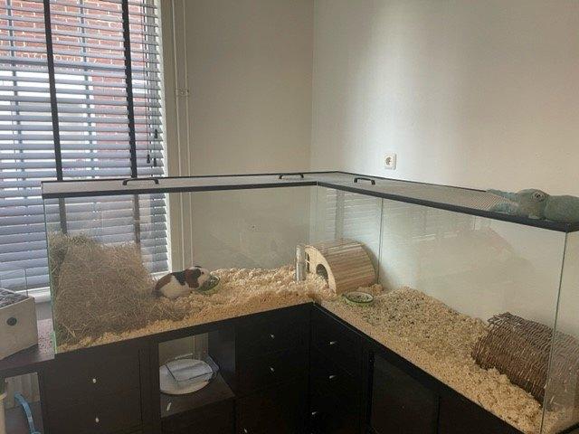 Op maat gemaakte cavia kooi glas groot formaat, Neuf, Enlèvement ou Envoi, Cobaye, Moins de 60 cm