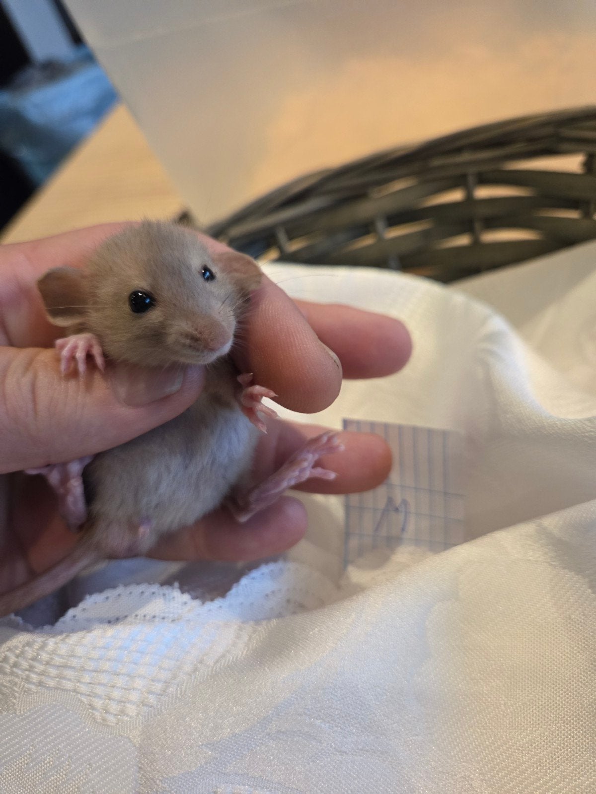 super schattige dumbo ratjes mogen verhuizen, Dieren en Toebehoren, Rat, Meerdere dieren, Tam, September