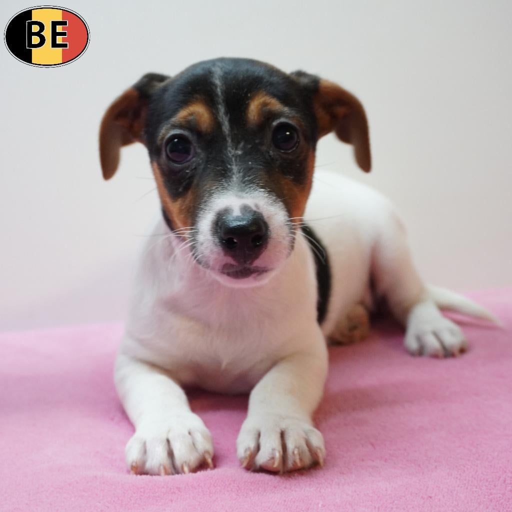 Jack Russell femelles, chiots belges à vendre, Animaux & Accessoires, Chiens | Jack Russell & Terriers, Chienne, Jack Russel Terrier