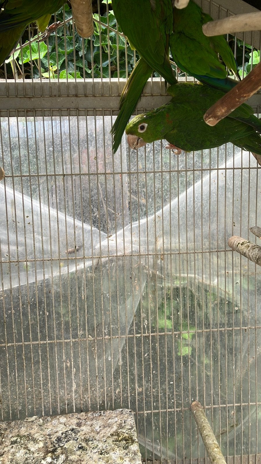 PAPEGAAIEN VANAF 100 EURO/VOGEL - RUILEN TEGEN ANDERE VOGELS, Plusieurs animaux, Perroquet