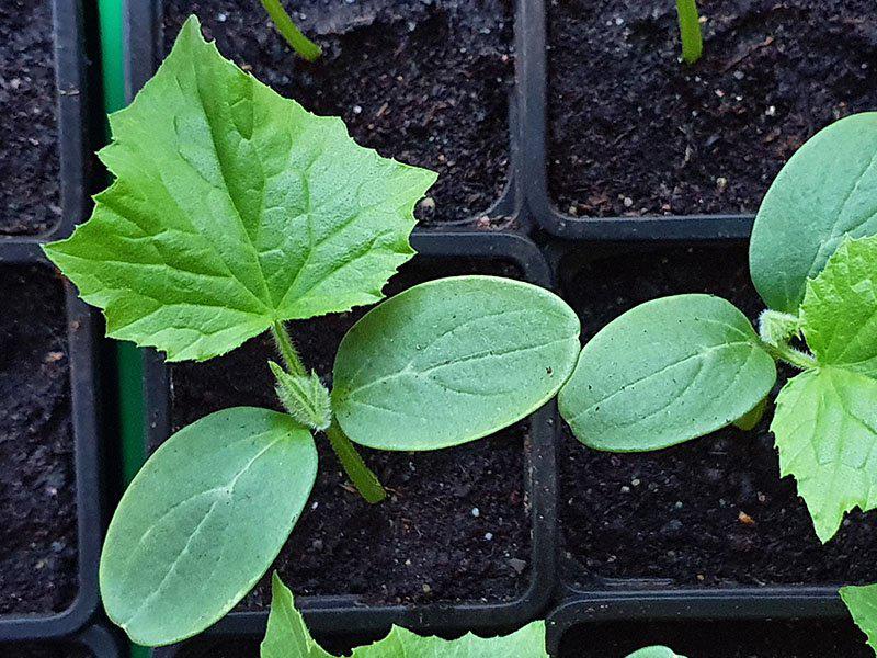 Komkommerplantjes (meerdere soorten) – €1/stuk, Tuin en Terras, Ophalen, Zaad