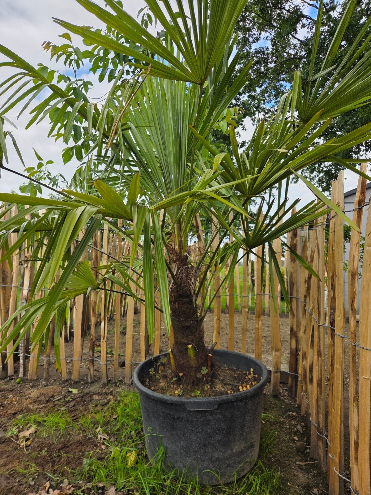 Palmboom trachycarpus fortunei 60 cm stam, Tuin en Terras, Planten | Bomen, Ophalen, In pot, Palmboom