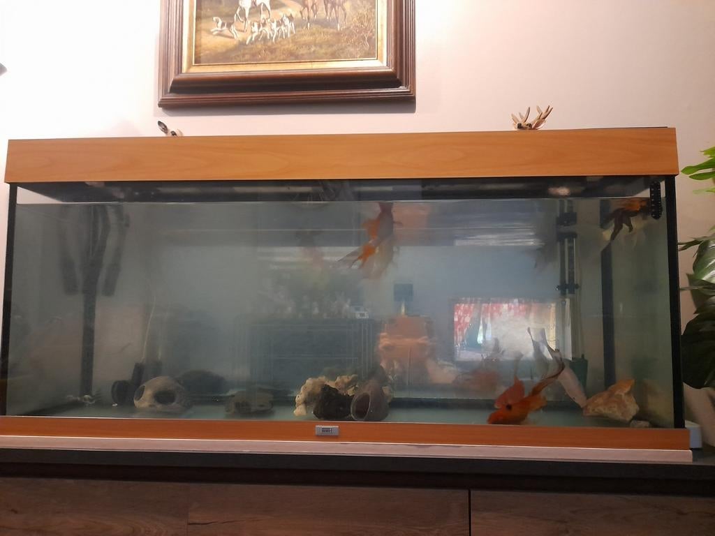 Aquarium, Enlèvement