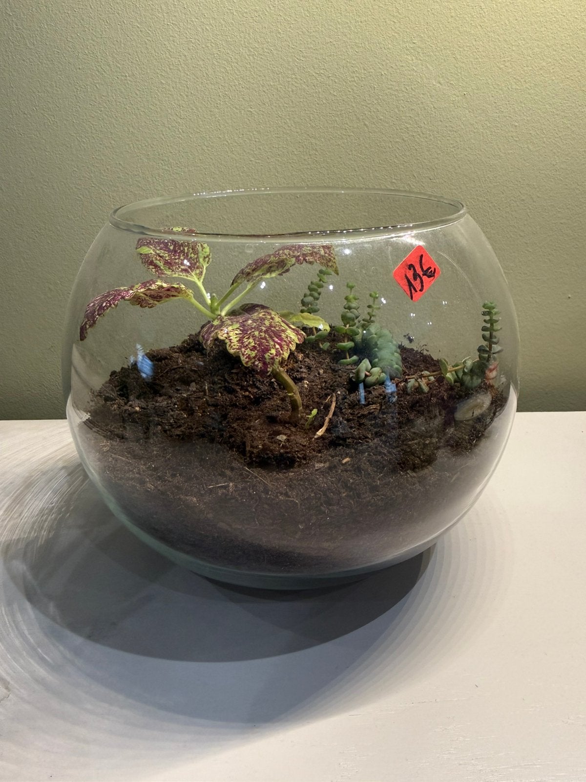 Terrarium met 3 planten, Autres espèces, En pot, Plein soleil, Moins de 100 cm