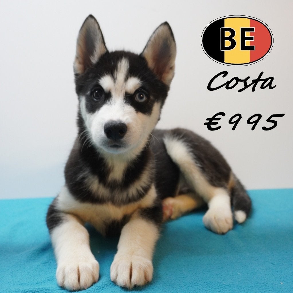 Chiots Husky Sibérien joueurs et énergiques (belges), Animaux & Accessoires, Chiens | Huskys, Loulous & Types primitifs, Commerçant