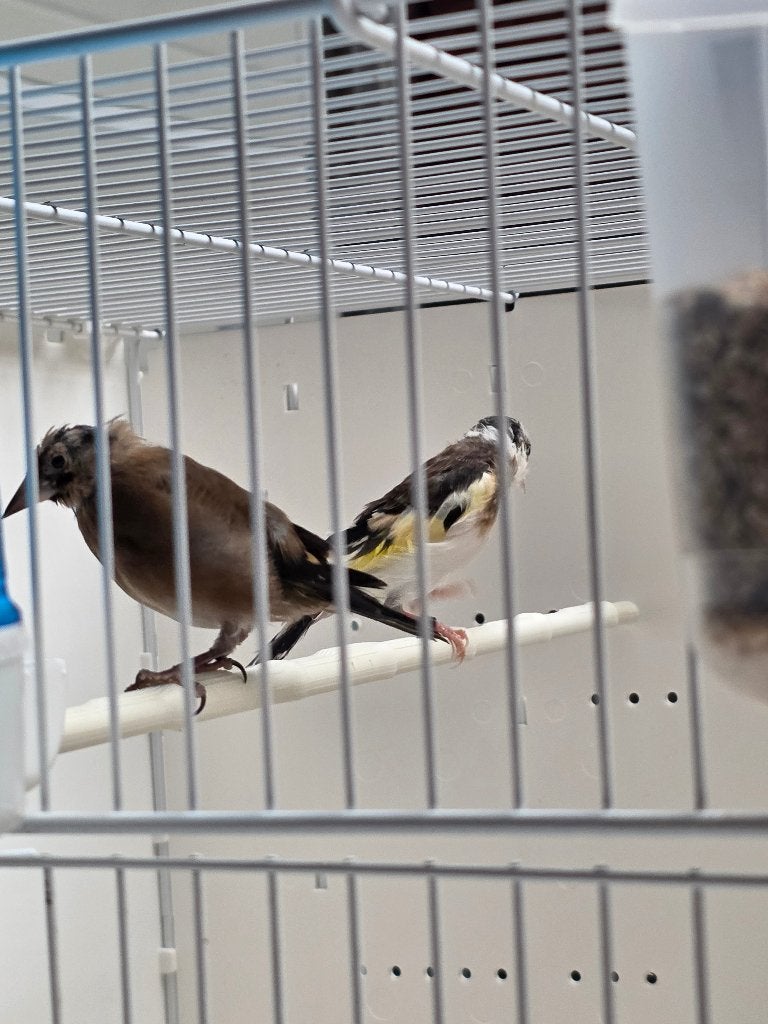 Paire de putters noirs en forme de parva x poupée colorée, Plusieurs animaux, Oiseau chanteur sauvage, Domestique