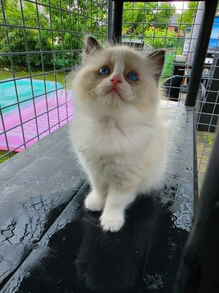 Super Mooie Raszuivere Ragdoll Kittens met Stamboom + Testen, Dieren en Toebehoren, Meerdere dieren, Met stamboom, 0 tot 2 jaar
