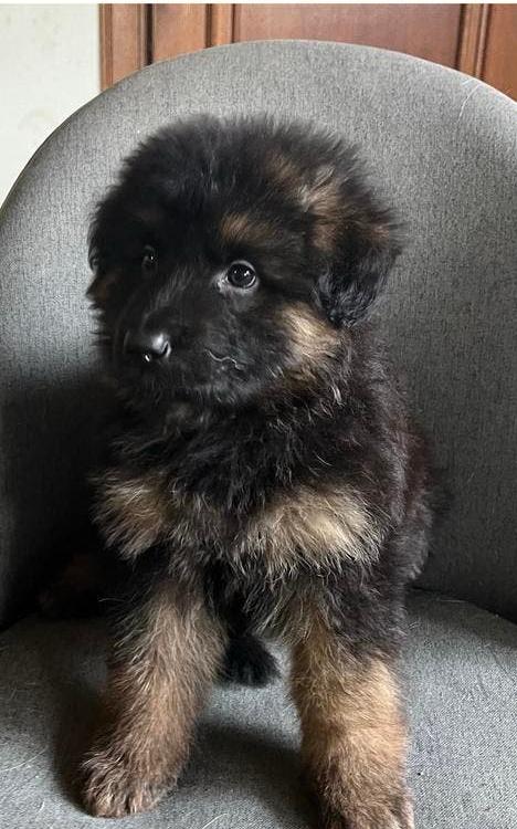 Prachtige langharige Duitse herder pups te koop, Dieren en Toebehoren, Parvo, België, Particulier, 8 tot 15 weken