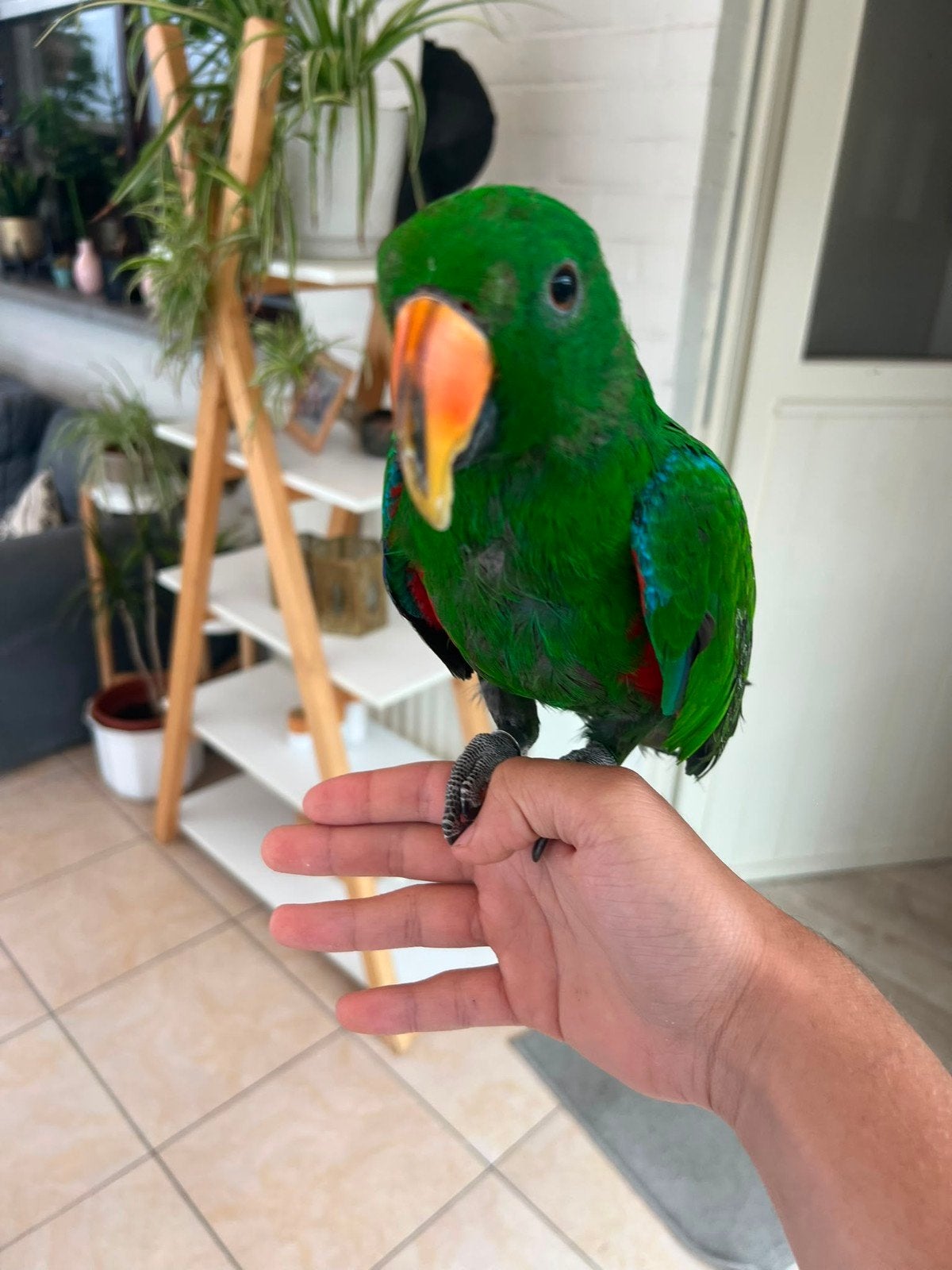 Edelpapegaai man half tam, Dieren en Toebehoren, Vogels | Parkieten en Papegaaien, Papegaai, Mannelijk, Pratend, Tam