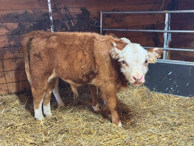 Hereford stiertje, Animaux & Accessoires, Bovins, Mâle, 0 à 2 ans