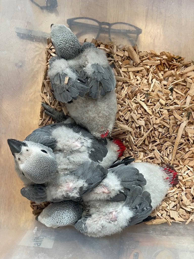 Te reserveren tamme grijze roodstaart, Dieren en Toebehoren, Vogels | Parkieten en Papegaaien, Geslacht onbekend, Papegaai, Pratend