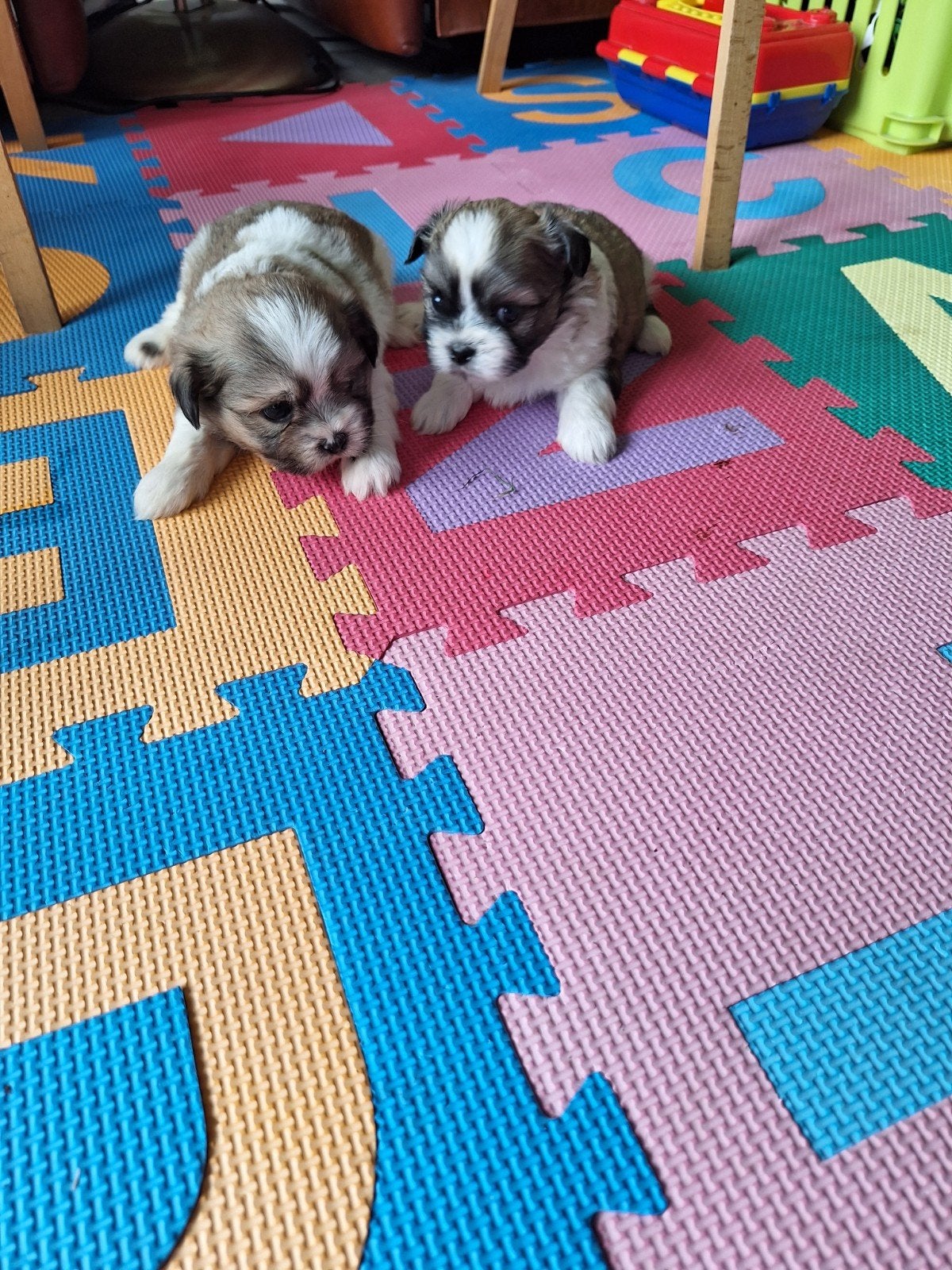 Shih tzu pups, Dieren en Toebehoren, België, CDV (hondenziekte), 8 tot 15 weken, Meerdere