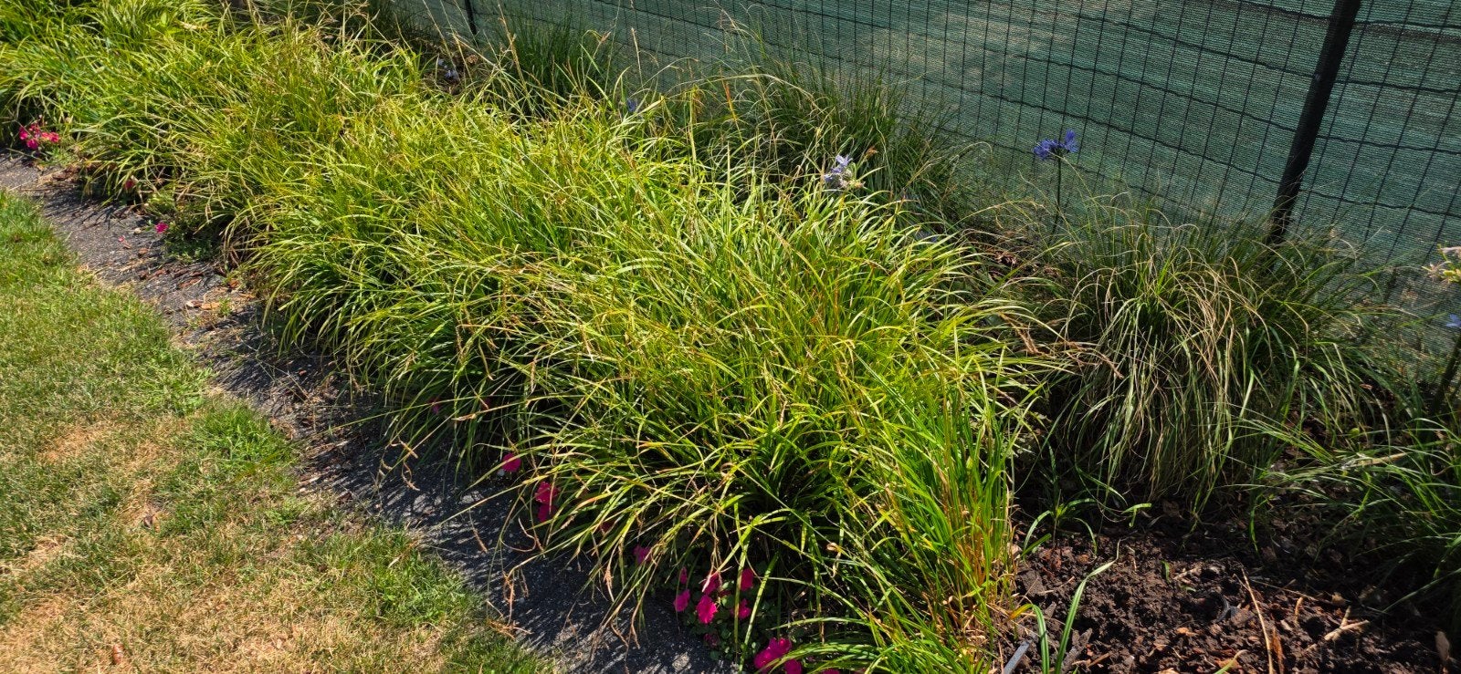 siergrassen Irish Green GRATIS, Tuin en Terras, Ophalen, Gebruikt, 10 tot 20 m², Gras