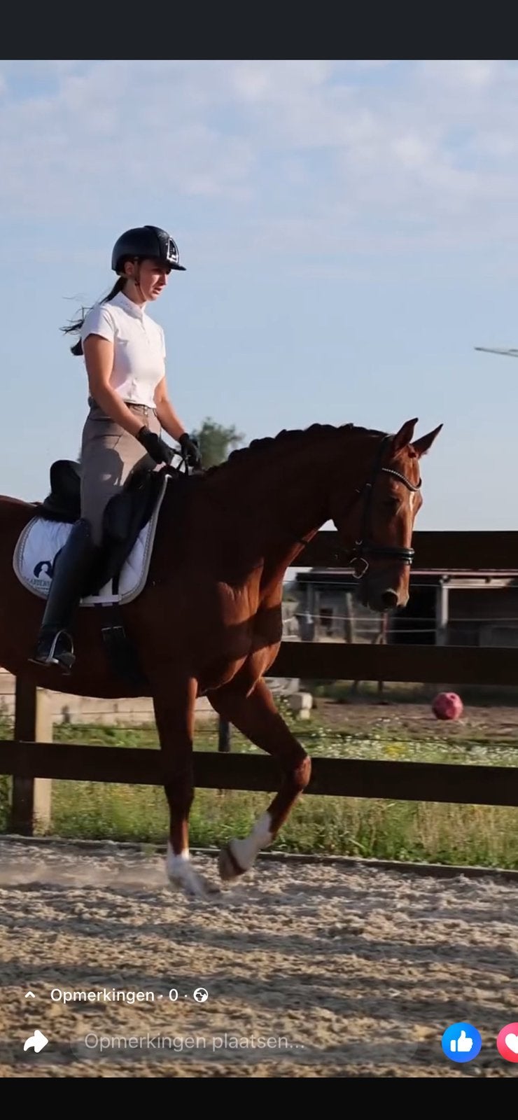 Knappe brave 12jarige ruin, Dieren en Toebehoren, Paarden, Ruin