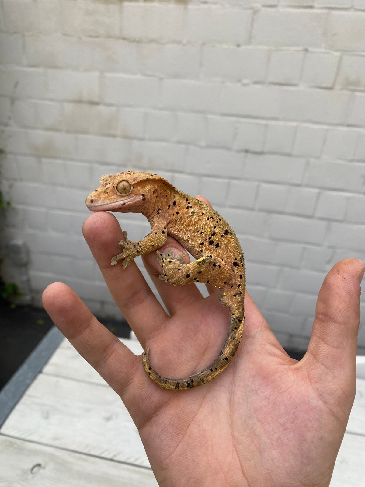 Dalmatier wimpergekko volwassen man, Dieren en Toebehoren, Hagedis, Tam, 3 tot 6 jaar