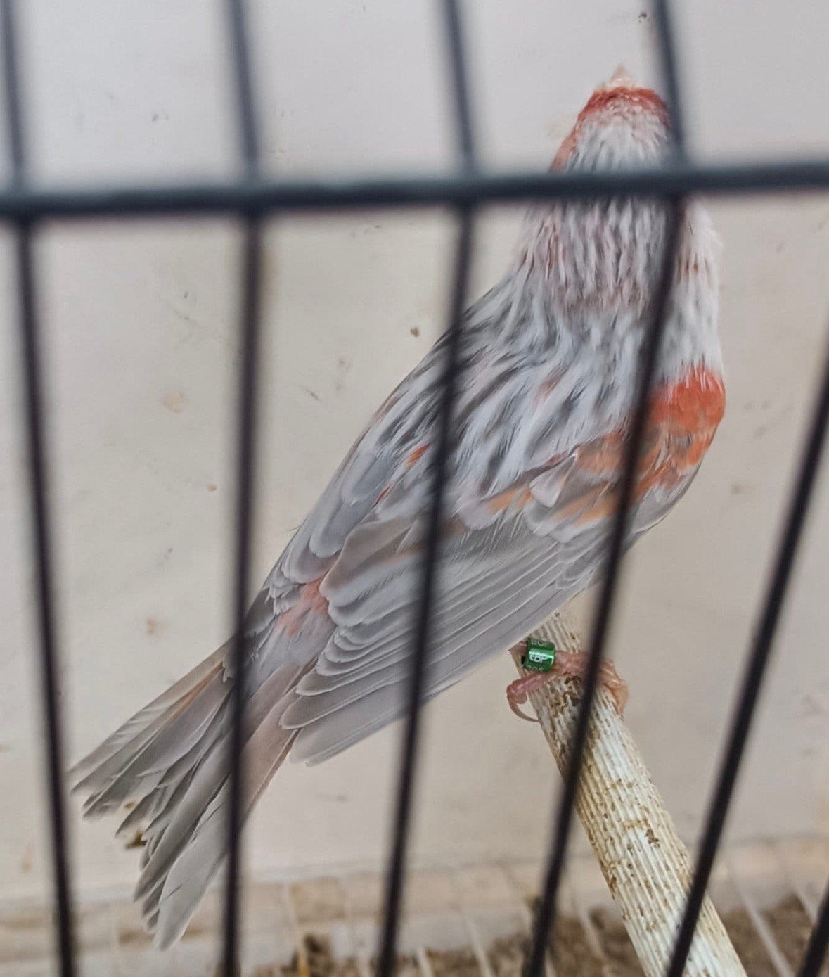 GEZOCHT!, Plusieurs animaux, Canari de couleur