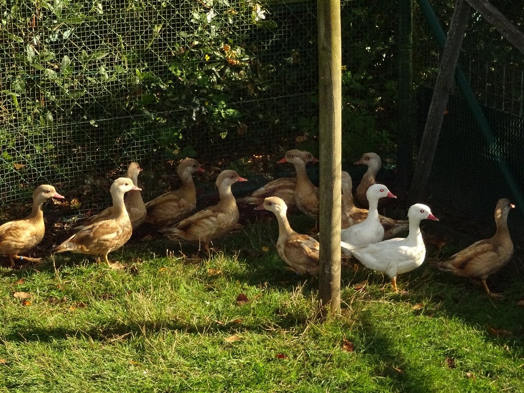 Blonde mandarijneenden, Plusieurs animaux, Canard