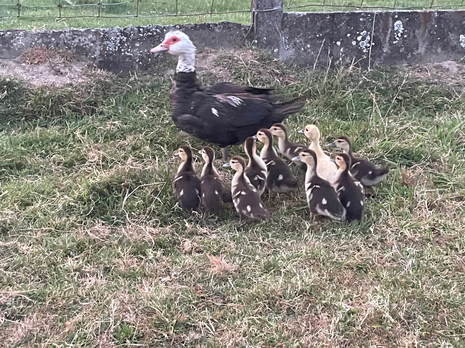 Barberie/muskuseend, Dieren en Toebehoren
