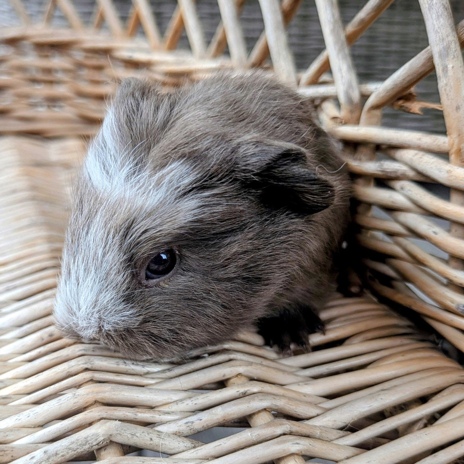 Ch Teddy baby cavia zeug meisje, Animaux & Accessoires, Rongeurs, Domestique, Cobaye, Juillet, Femelle