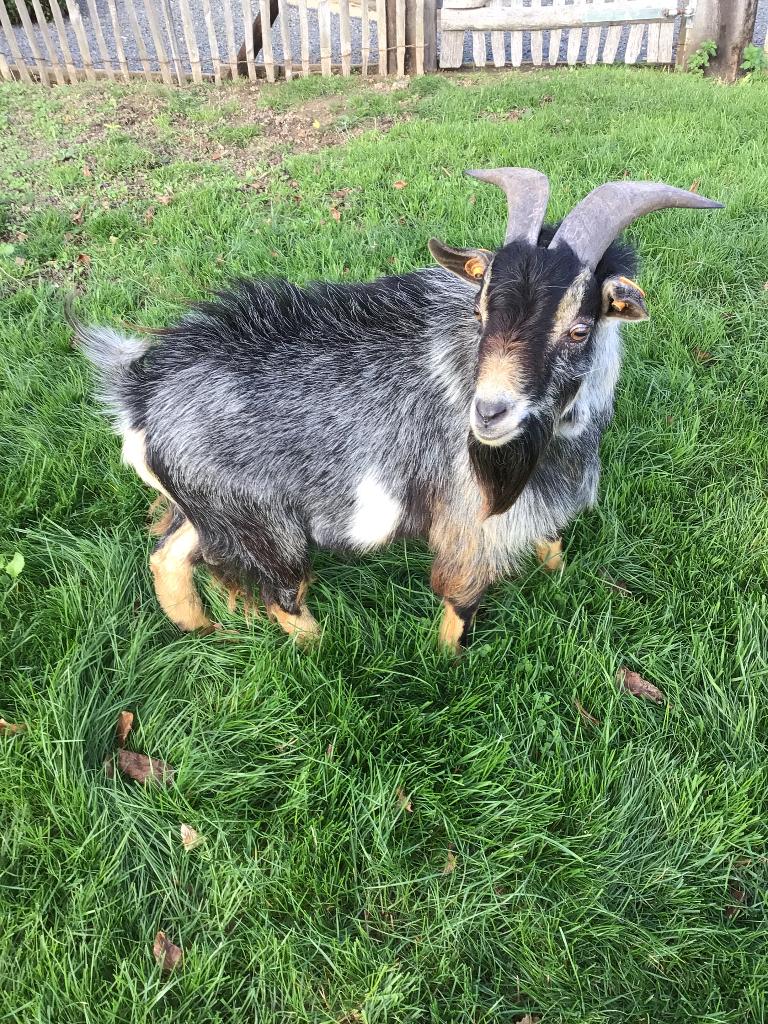 Chèvre-chèvre naine, Mâle, Chèvre, 3 à 5 ans