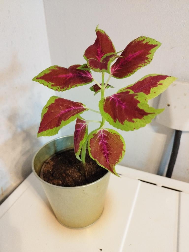 Plante Coleus, Enlèvement, En pot