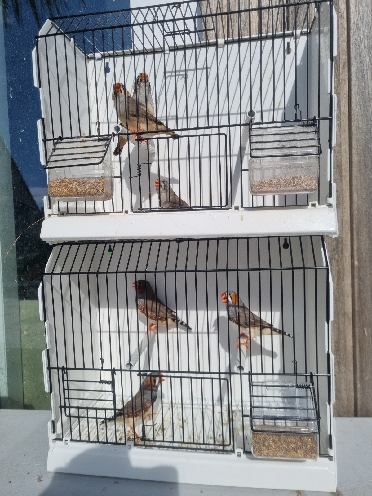 3 koppels grote zebravinken, Dieren en Toebehoren