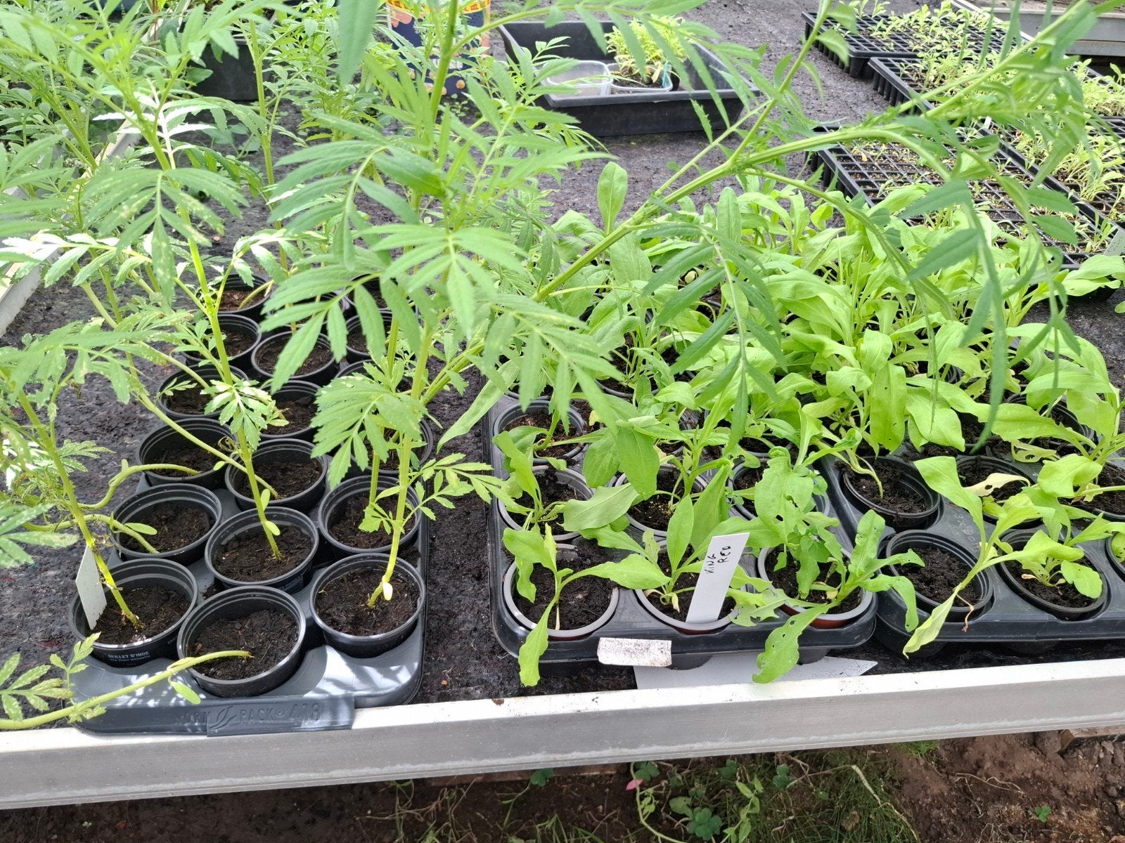 plukbloemen,droogbloem, Tuin en Terras, Ophalen