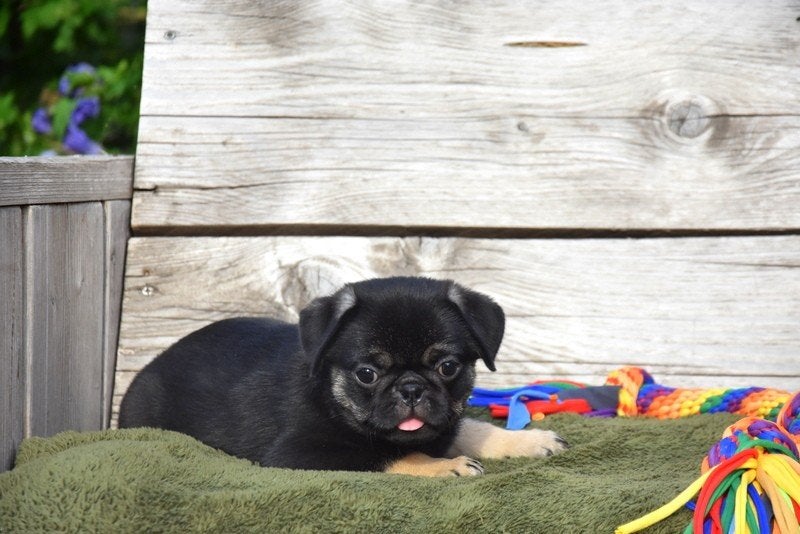 Prachtig Black and Tan Mops reutje, Dieren en Toebehoren, Parvo, België, 8 tot 15 weken, Meerdere