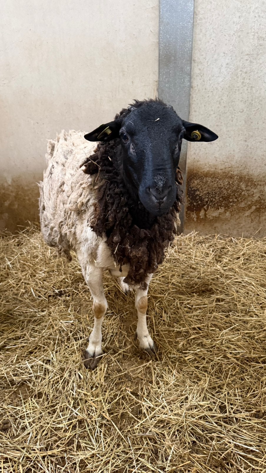 Brave Dorperram te koop/ruilen