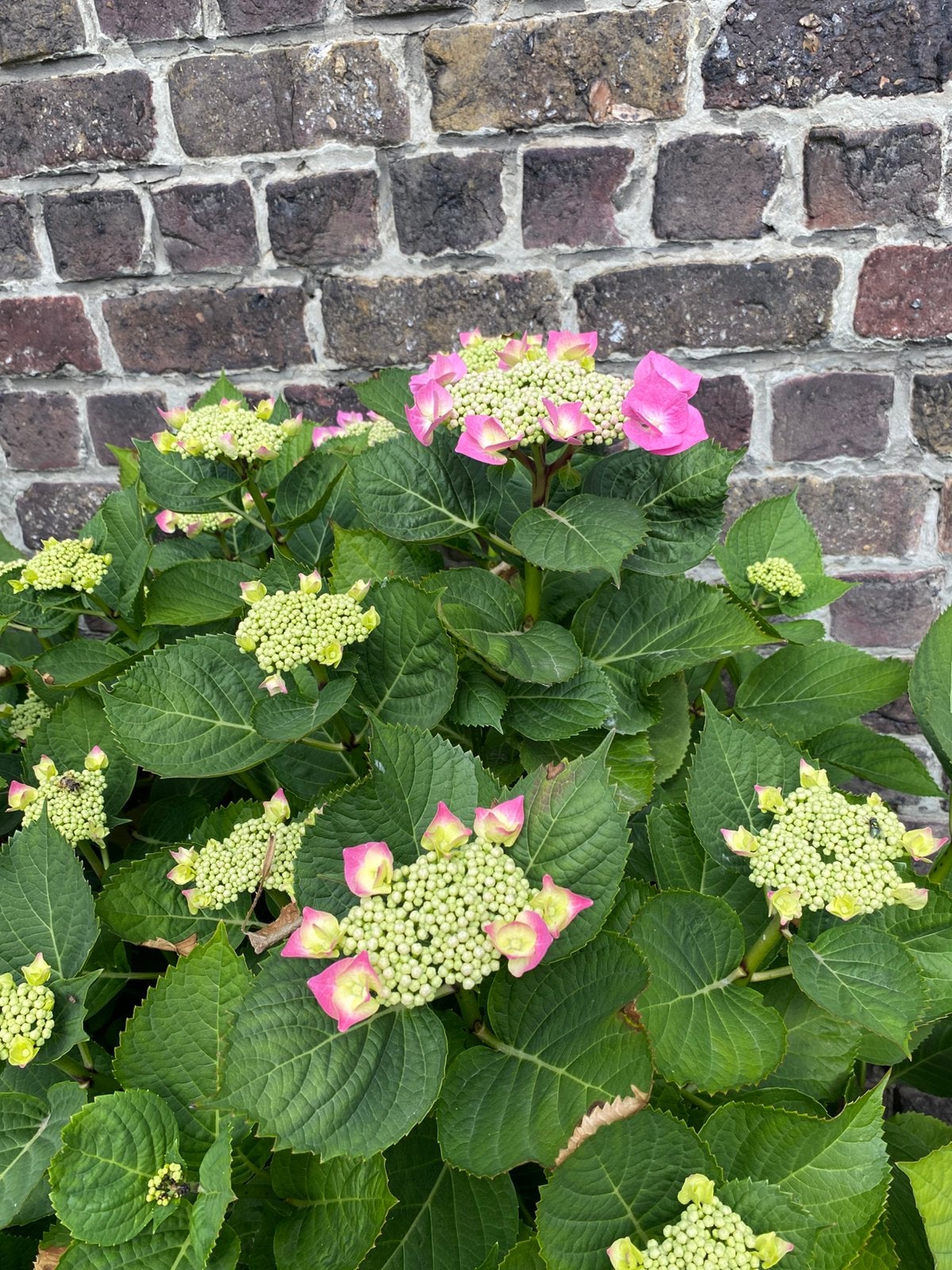 planten bloemen, Jardin & Terrasse, Bulbes & Semences, Enlèvement